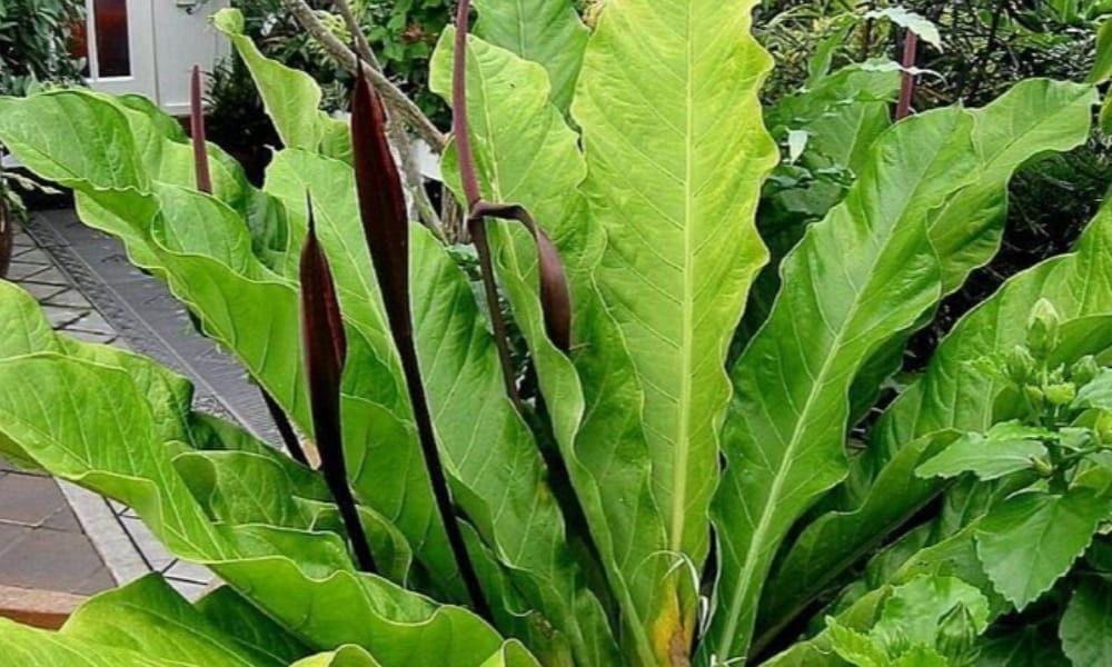 Paling Diburu, Ini 7 Jenis Tanaman Anthrium Berdaun Lebar