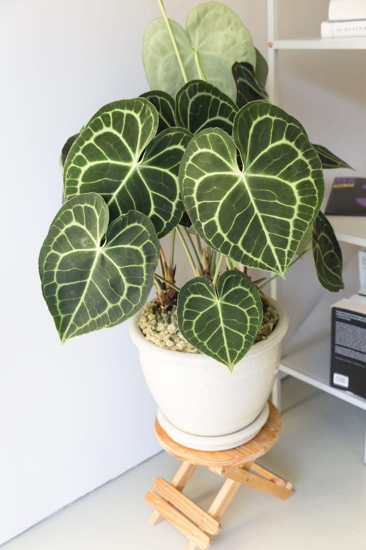 Pinterest.com/Thejoyofplants