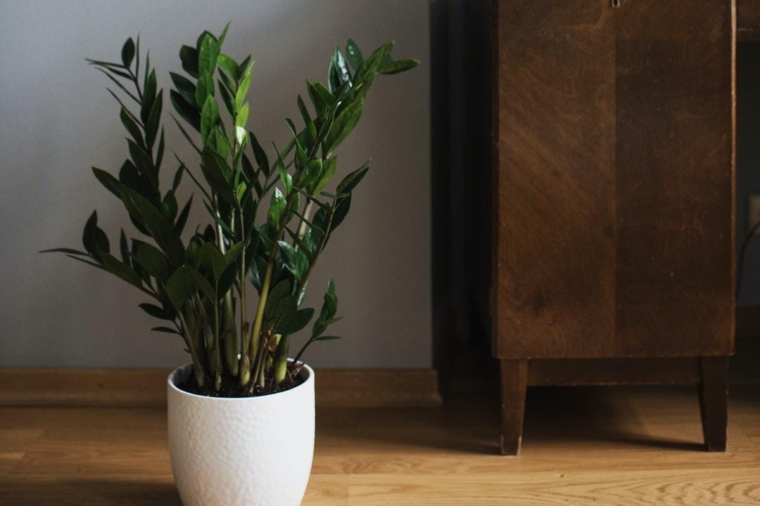 Pexels.com/Ksenia Chernaya