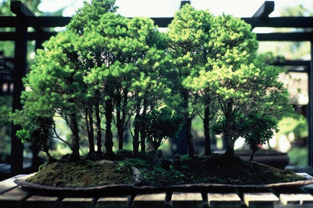 Cocok untuk Hiasan, Ini Jenis Tanaman Bonsai dan Cara Merawatnya