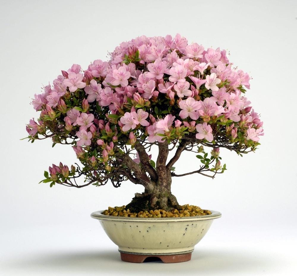 bonsaitreegardener.net
