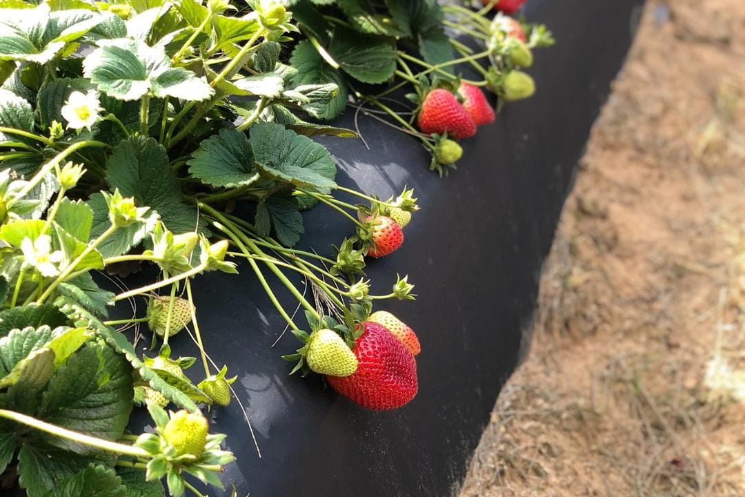 Unsplash.com/Gina Tigere