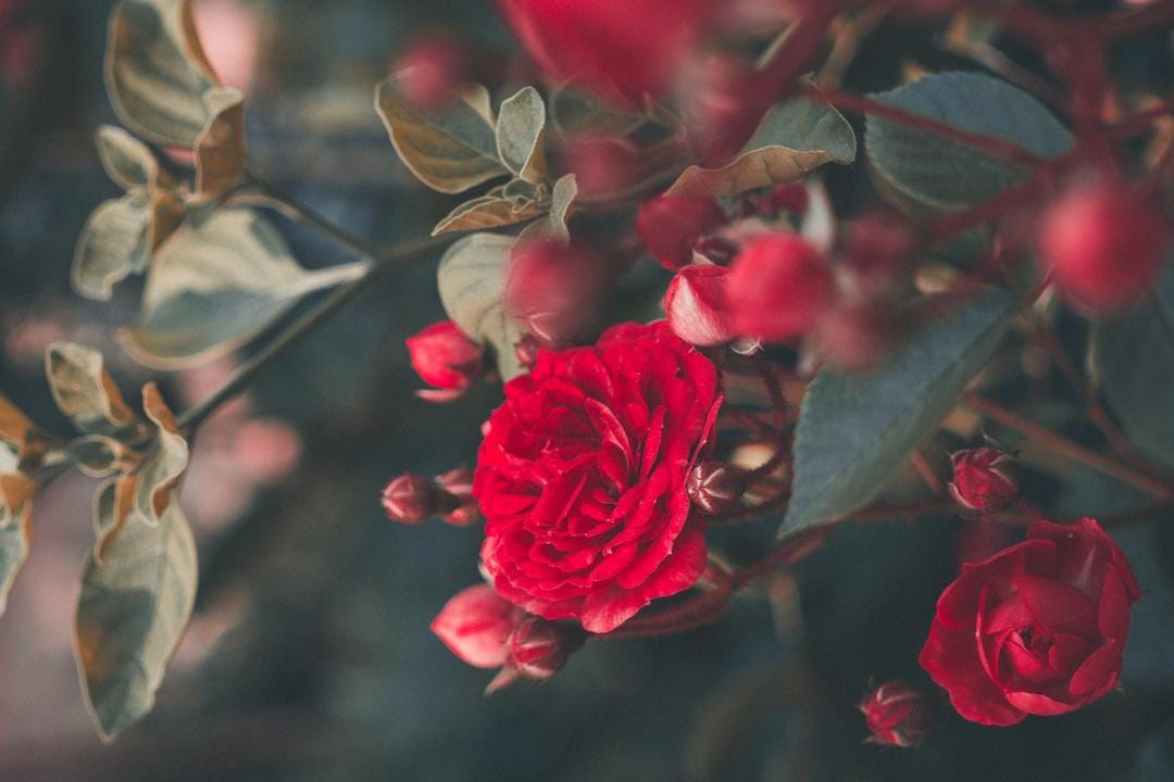 Unsplash.com/Ricardo Resende