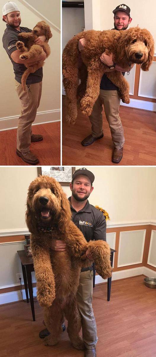 Instagram.com/doods.gus.and.ollie