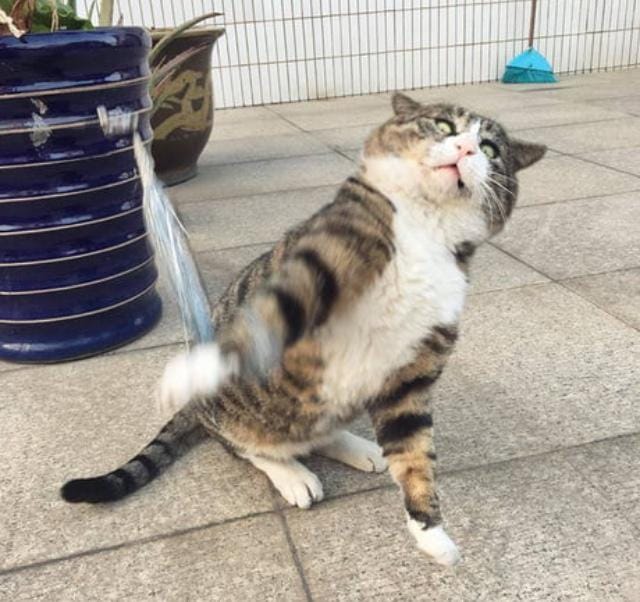 instagram.com/tang9599