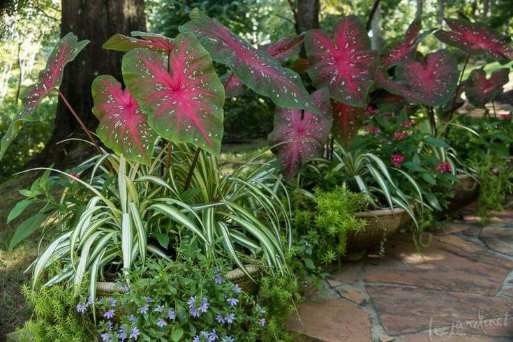 Pinterest.com/LeJardient