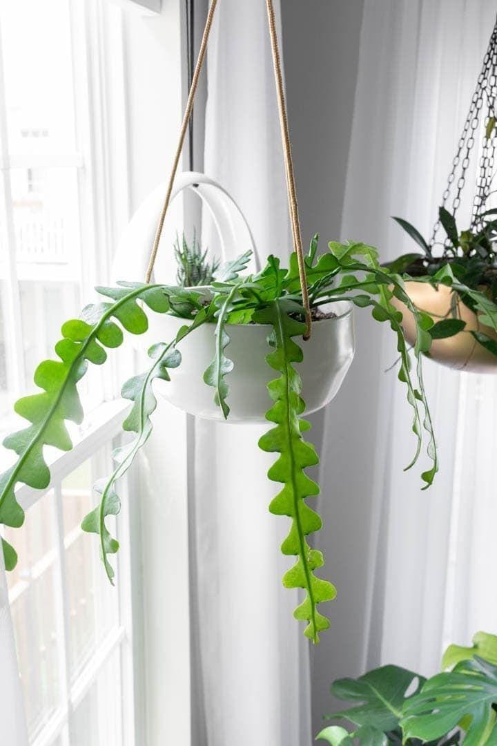 Pinterest.com/Brittanygoldwyn