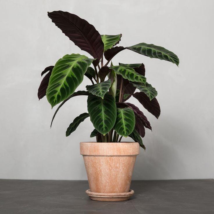 Pinterest.com/Greenifykobenhavn