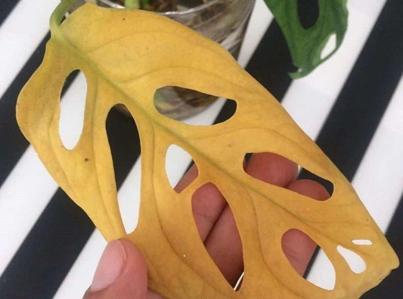 indoorplantsworld.com