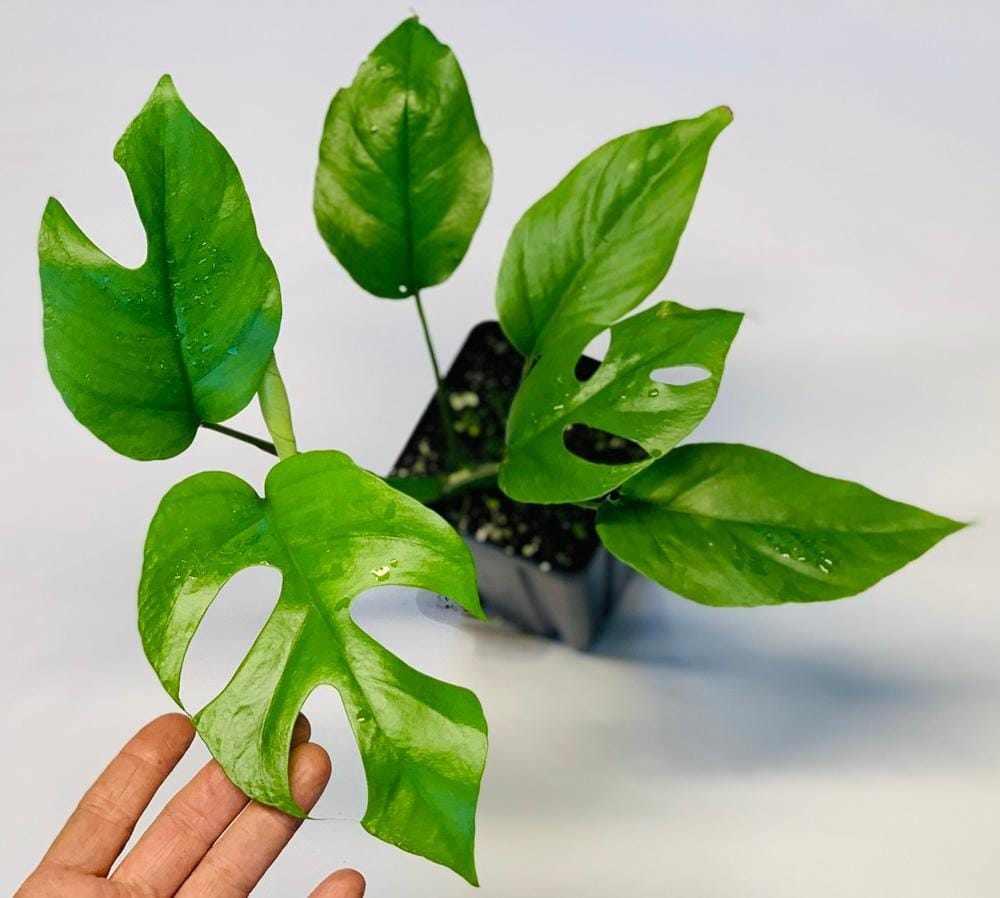 nsetropical.com