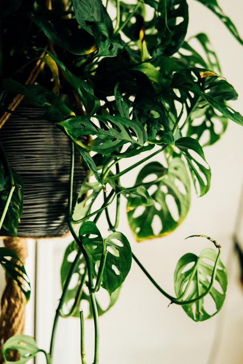 unsplash.com/Mike Marquez