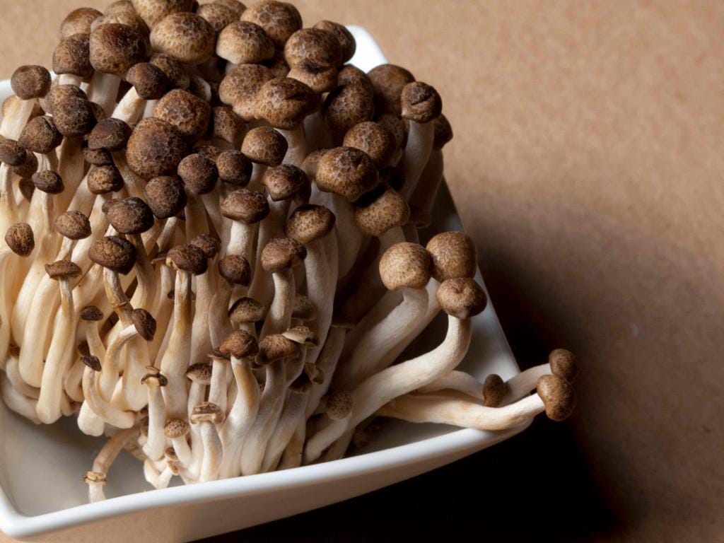 miraclemushroom.co.za