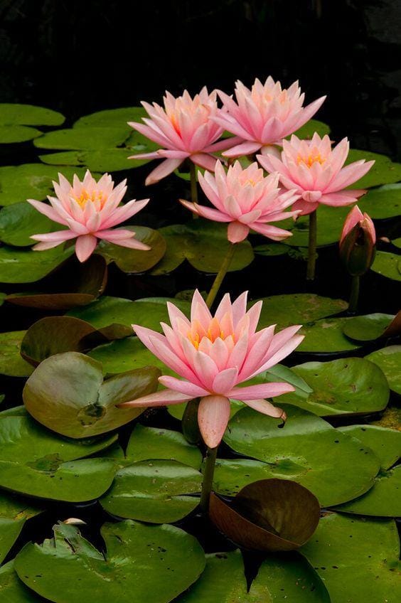 flickr.com/janetlittlejeffers