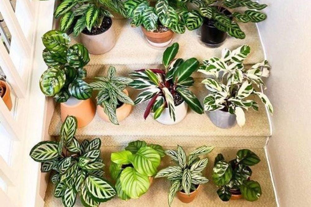 7 Jenis Tanaman Calathea Ini Akan Percantik Rumahmu