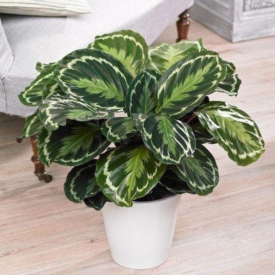 gardengoodsdirect.com