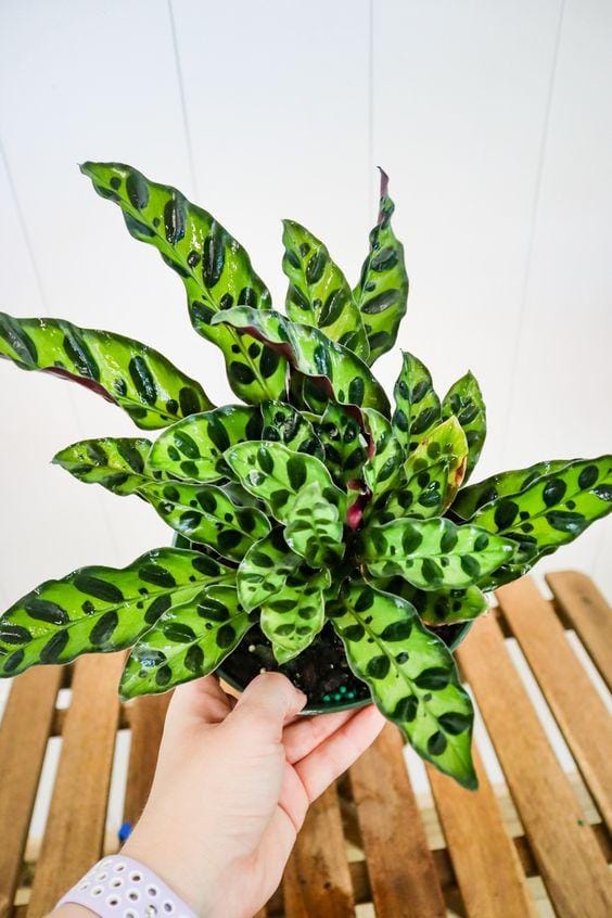 plantvine.com