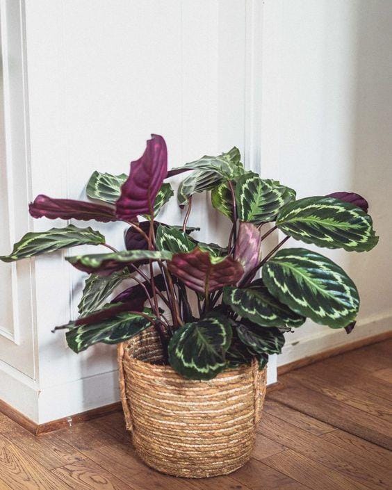 solosucculents.com