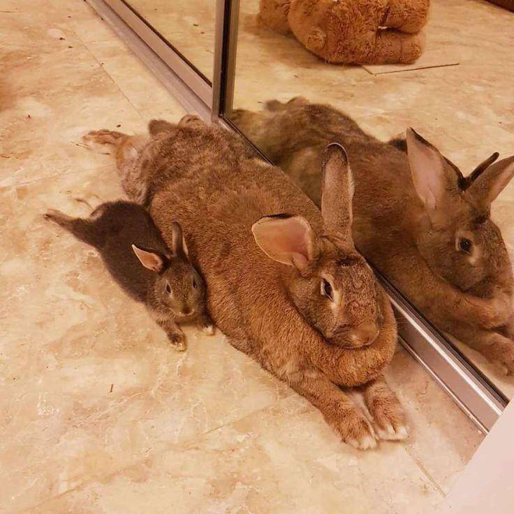Pinterest.com/Dodoforanimals