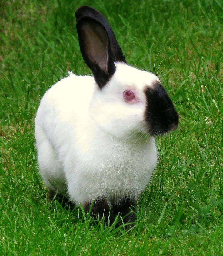Pinterest.com/Petguidespict