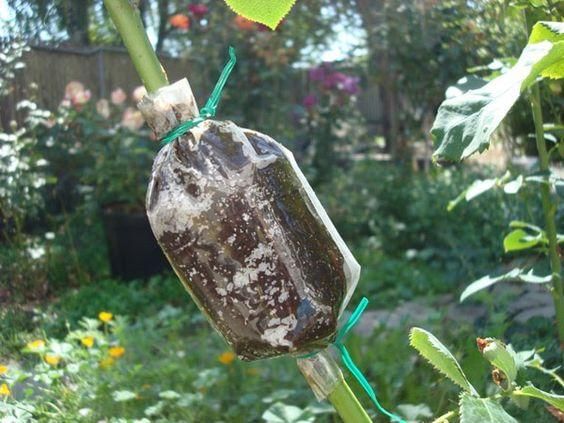 manabufarms.blogspot.com