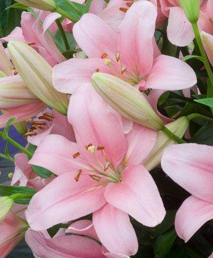 gardenia.net