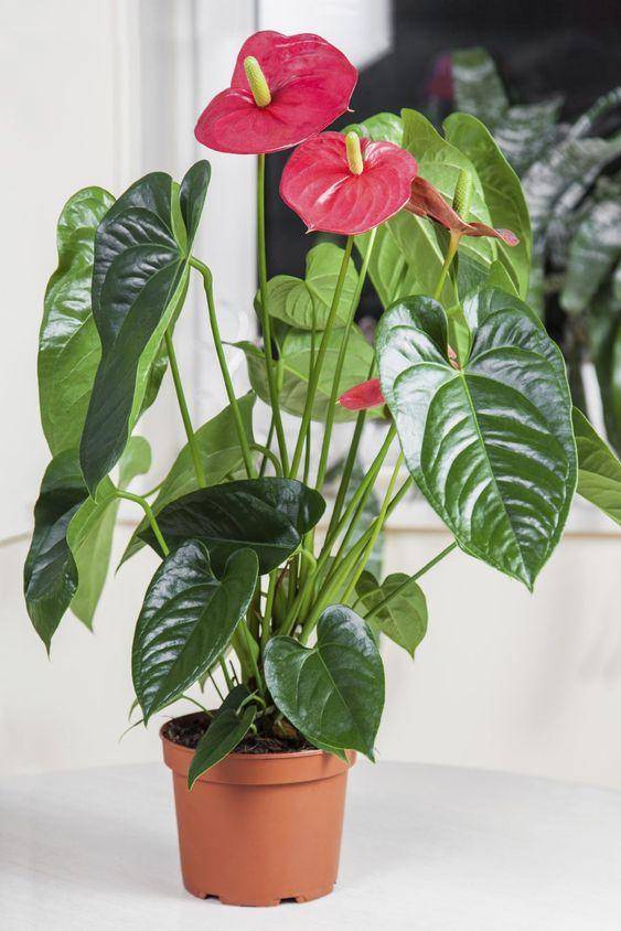 gardeningknowhow.com