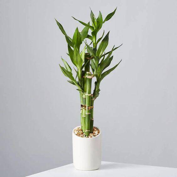 plants.com