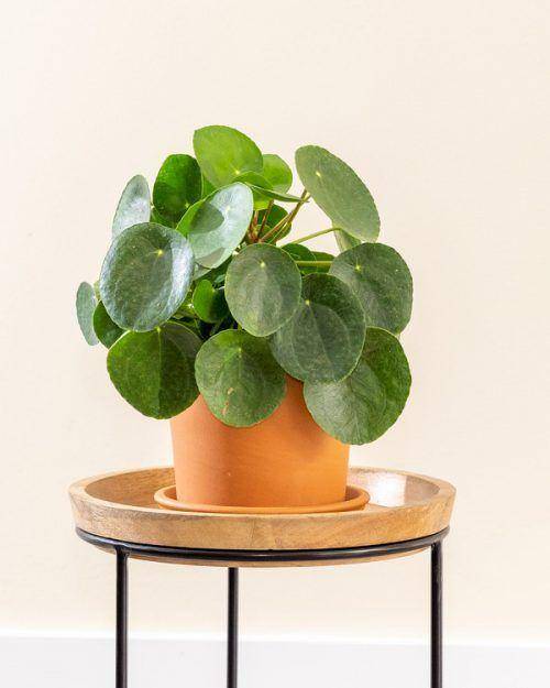 plantvine.com