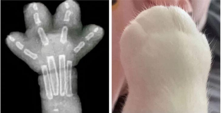 twitter.com/ AliTriox