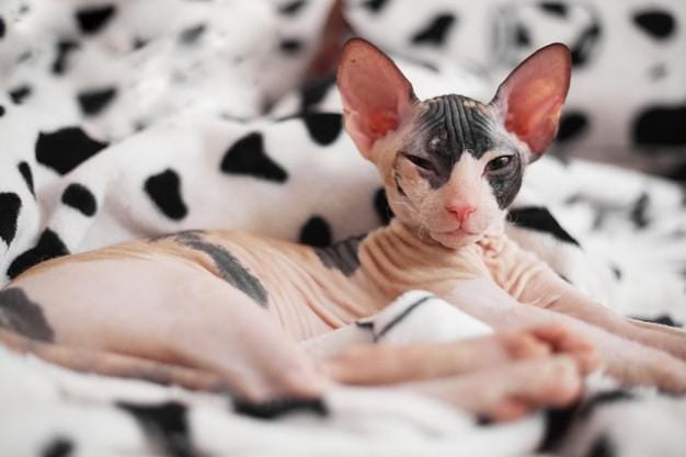 freepik.com/ lomikaslo