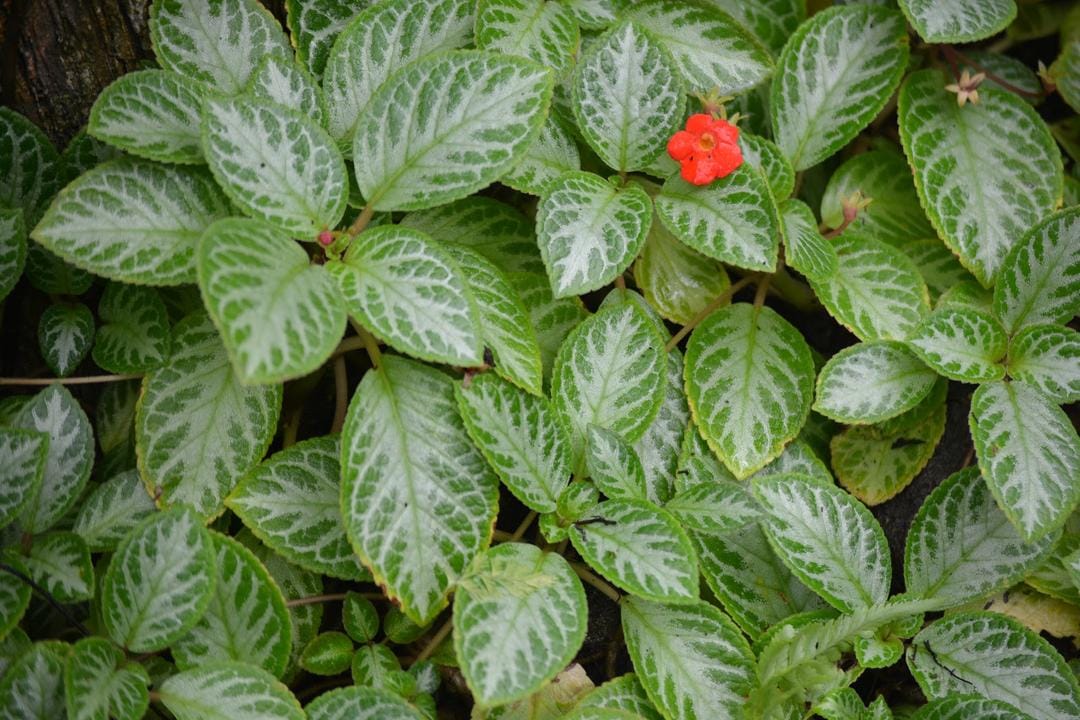 planterandforester.com