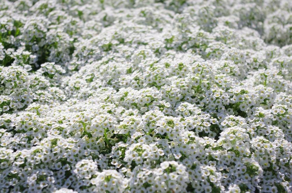 pixabay.com/MayHokkaido
