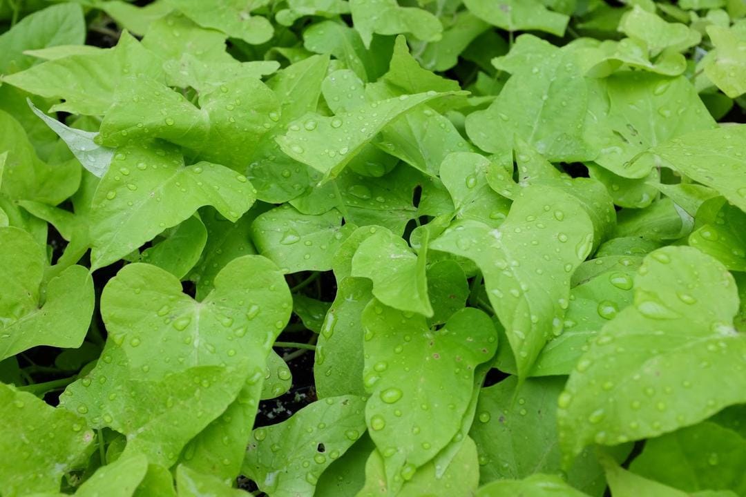 planterandforester.com