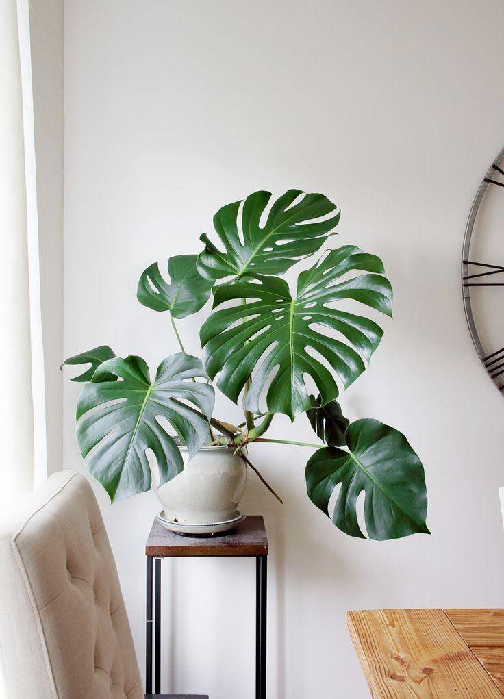 Pinterest.com/Juliaberolzheimer