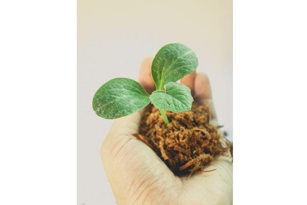 pexels.com/icon0.com