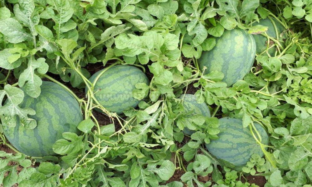Kebun.co.id