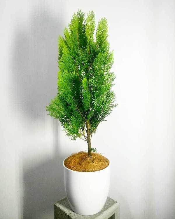 instagram.com/ernasplantshop