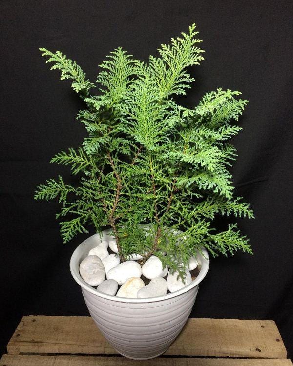 instagram.com/griya_tiwi