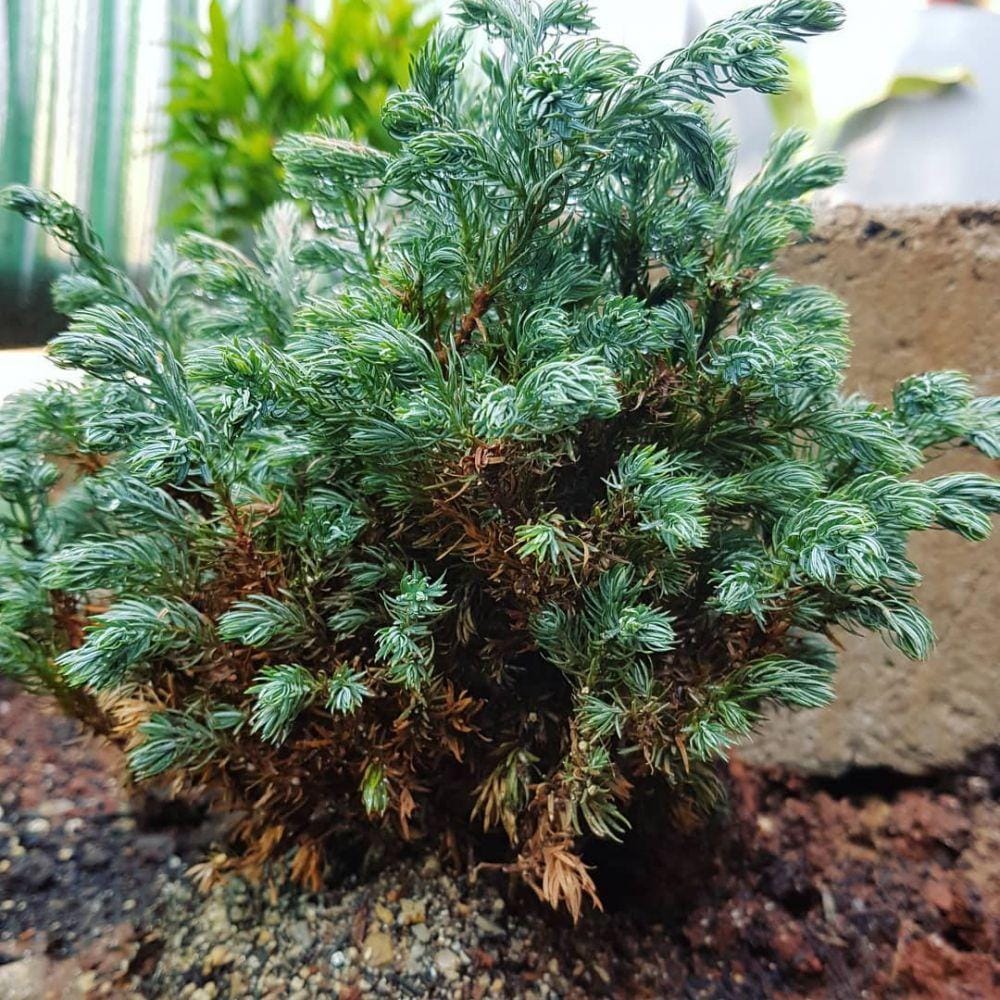 instagram.com/freshta_garden