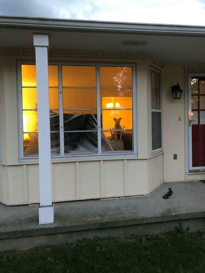 reddit.com/spottedraccoon