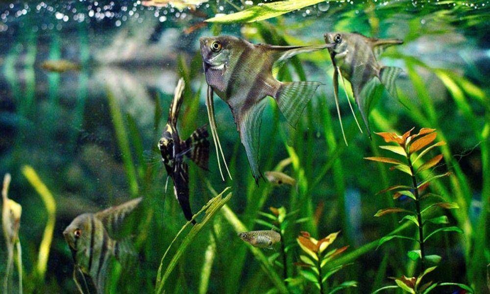 Dok. Blog.aquariuminfo.org