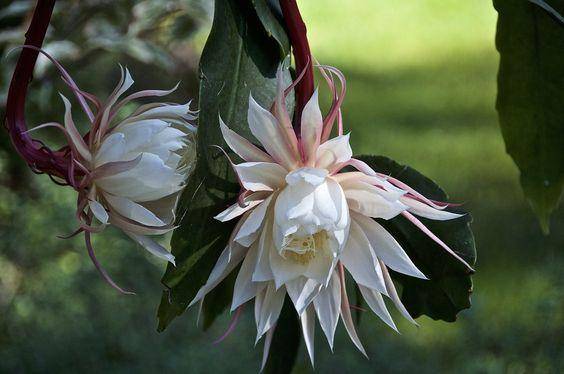 Pinterest.com/NationalGardeningAssociation