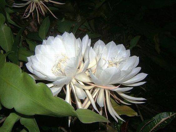 Pinterest.com/BabaMail