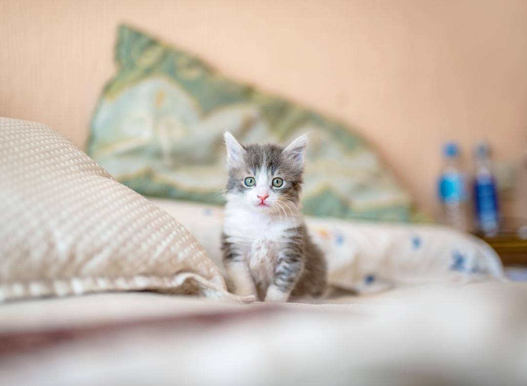 Unsplash.com/Kote Puerto