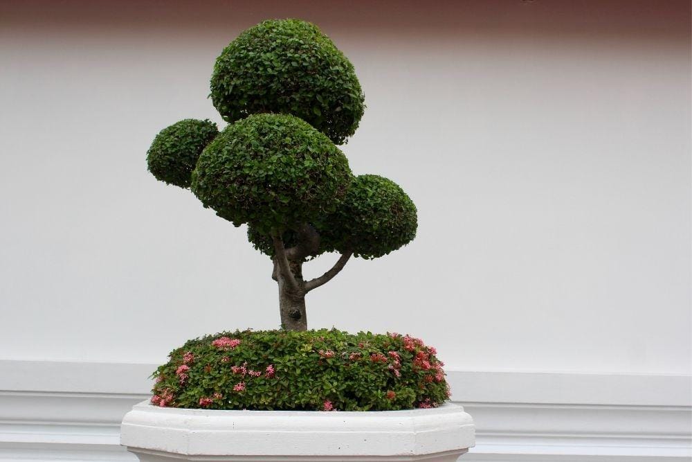 Ini 5 Cara Membuat Tanaman Bonsai, Si Miniatur Pohon yang Filosofis