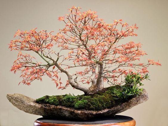 gardeningsite.com