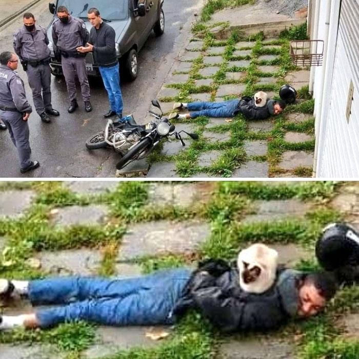 twitter.com/catshouldnt