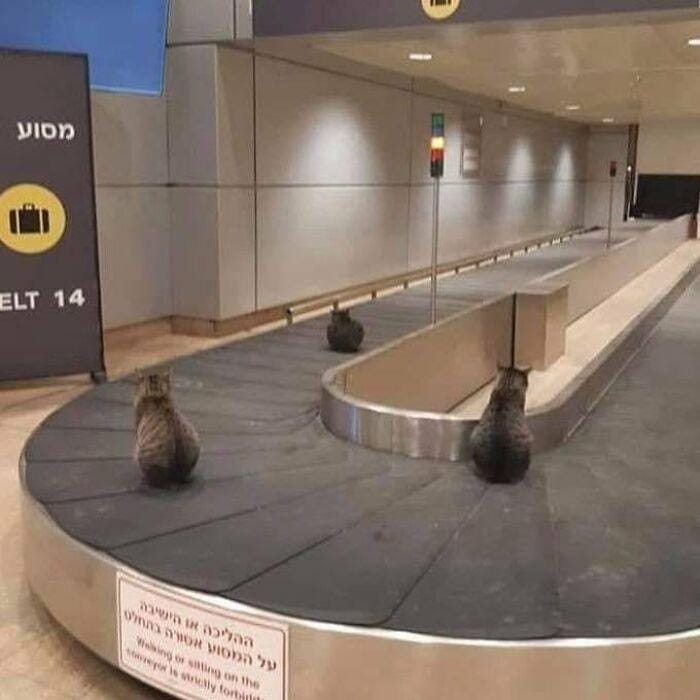 twitter.com/catshouldnt