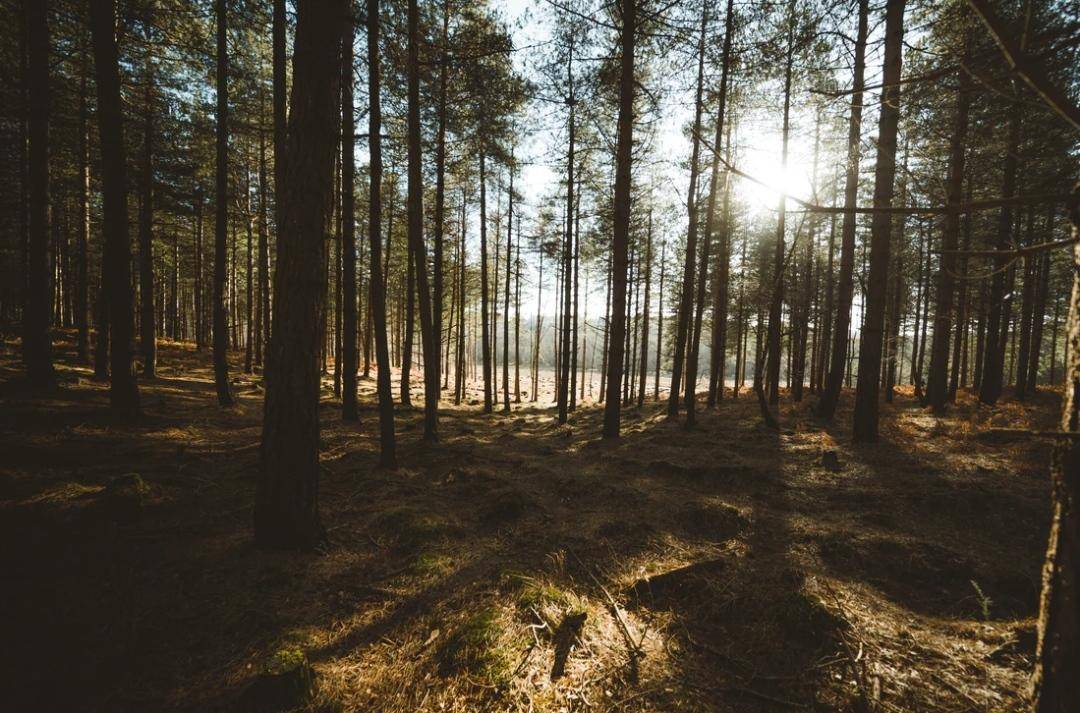 Unsplash.com/Annies Pratt