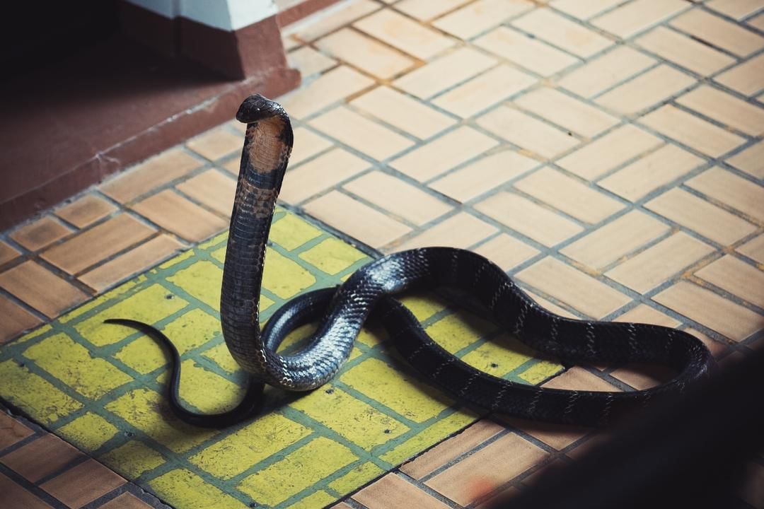 Unsplash.com/Hendrik Schlott